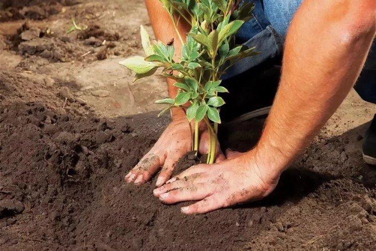 Sol - Soins de pivoine