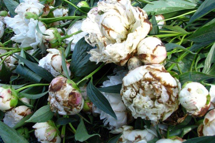 Lutte contre les parasites et les maladies - Pivoines