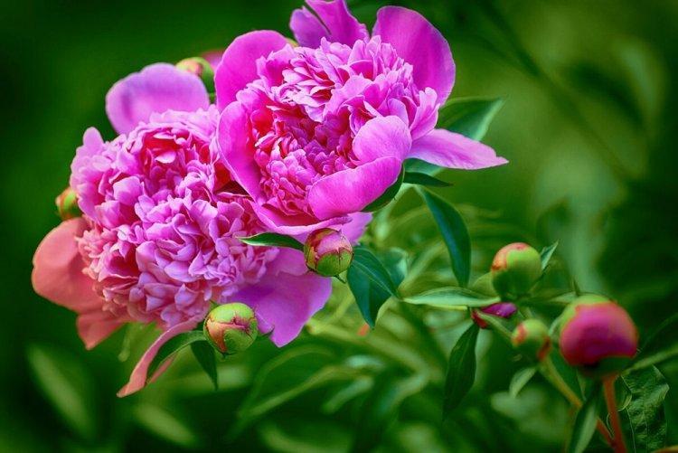 Pivoines - photo