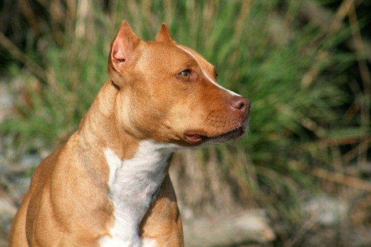 Histoire d'origine - American Pit Bull Terrier
