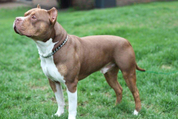 Standard de race - American Pit Bull Terrier