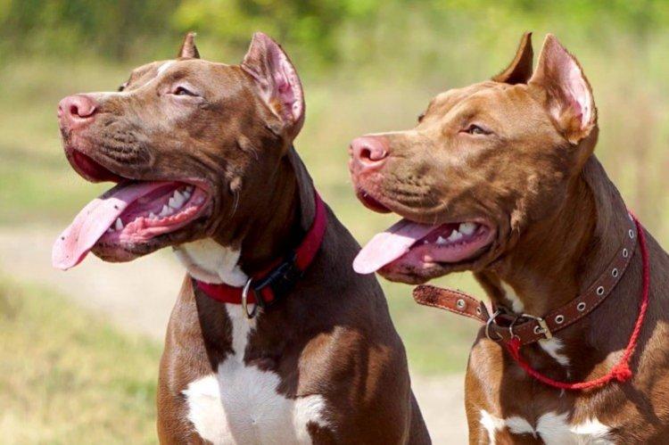 Relations avec les autres animaux - Personnalité du pit-bull