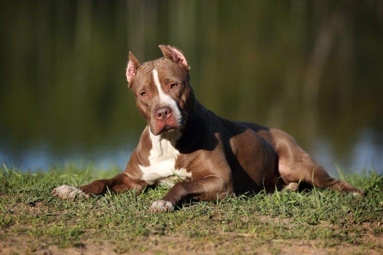 Santé et maladies de la race - American Pit Bull Terrier