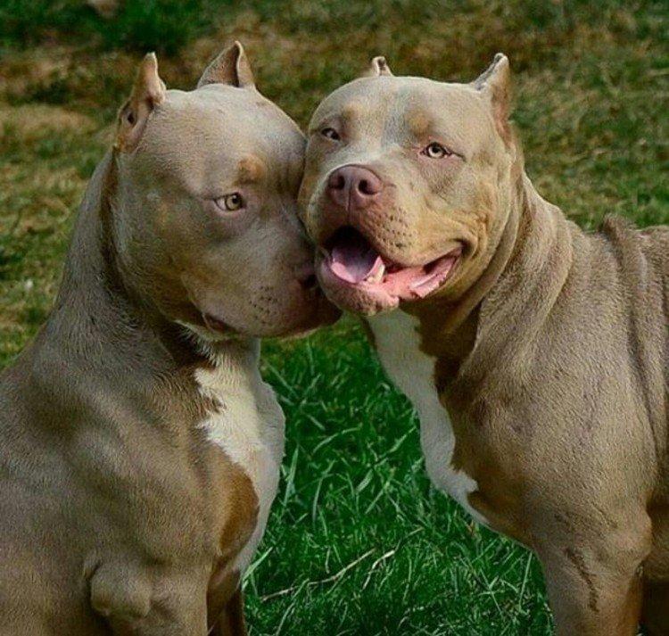 Pitbull (Pit Bull Terrier américain) - photo