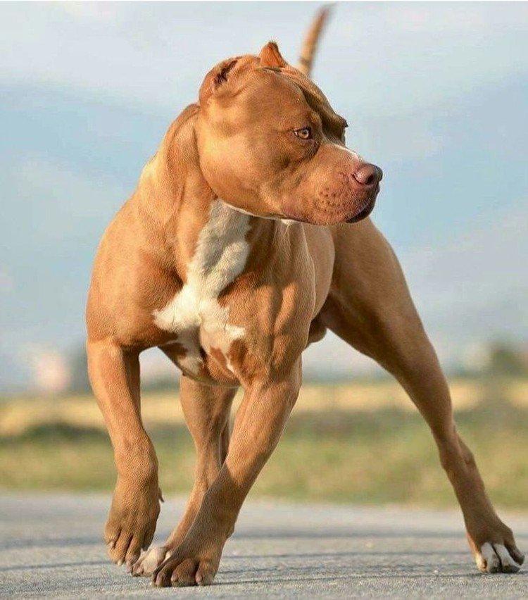 Pitbull (Pit Bull Terrier américain) - photo