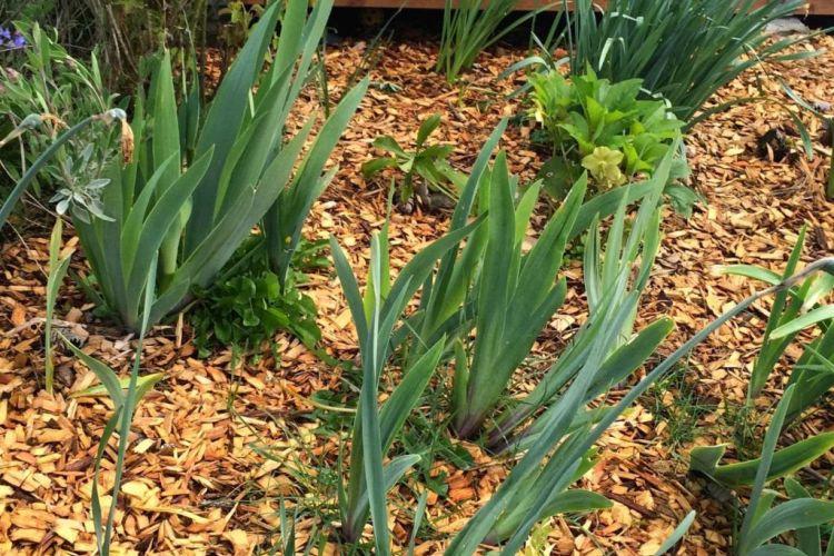 Pourquoi les iris ne fleurissent pas: les principales raisons de quoi faire