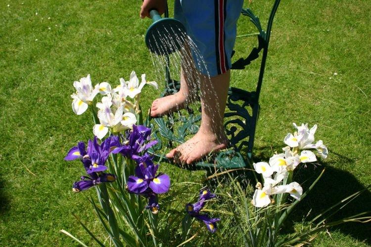 Mauvais arrosage - Pourquoi les iris ne fleurissent pas