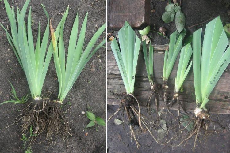 Pourriture des racines - Pourquoi les iris ne fleurissent pas