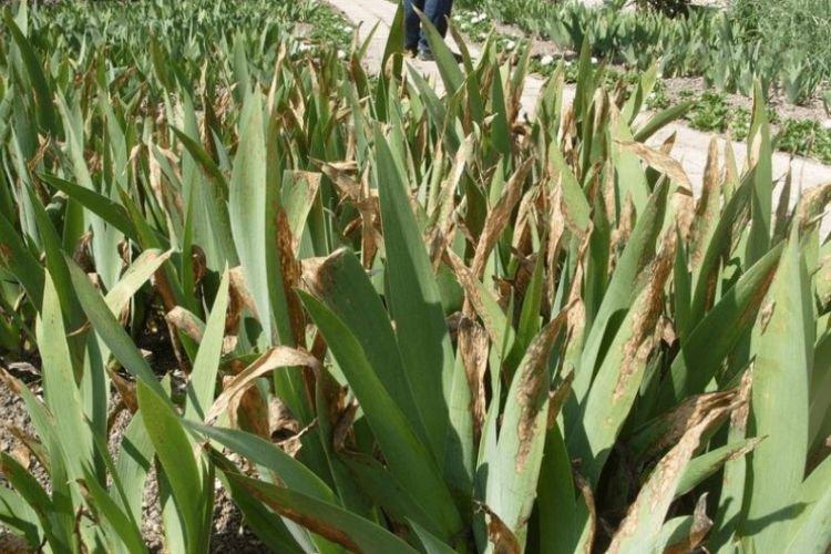 Maladies - Pourquoi les iris ne fleurissent pas