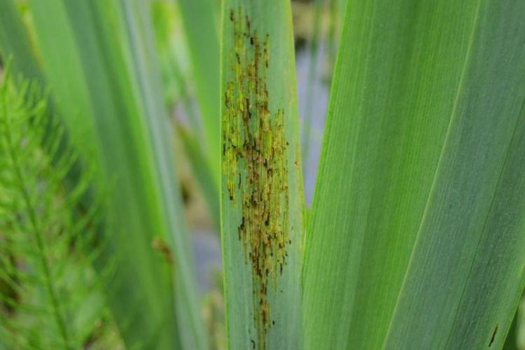 Ravageurs - Pourquoi les iris ne fleurissent pas