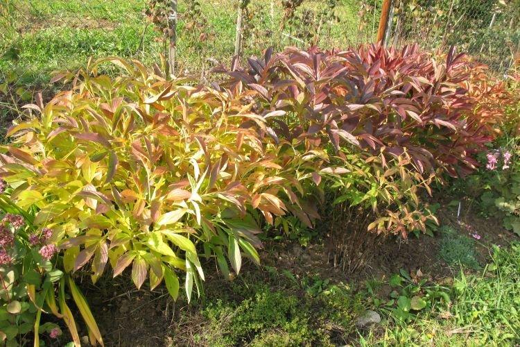 Manque de nutrition - Pourquoi les pivoines ne fleurissent pas