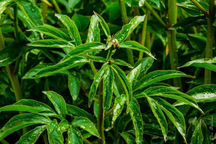 Mauvais arrosage - Pourquoi les pivoines ne fleurissent pas