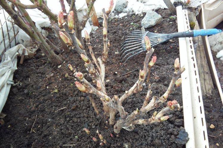 Greffe fréquente - Pourquoi les pivoines ne fleurissent pas