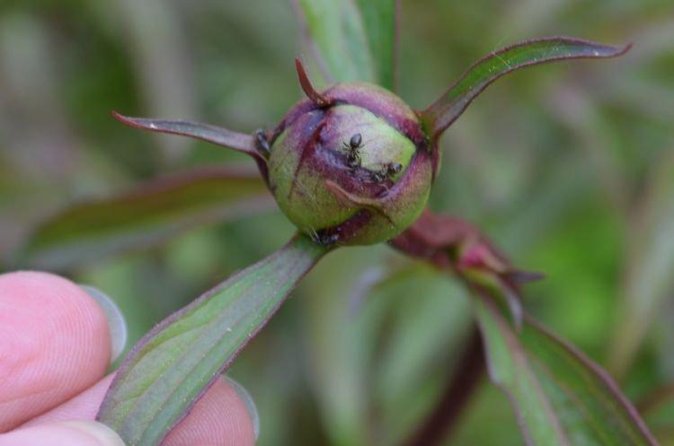 Ravageurs - Pourquoi les pivoines ne fleurissent pas