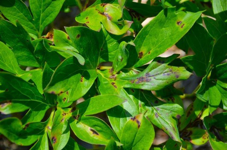 Maladies - Pourquoi les pivoines ne fleurissent pas