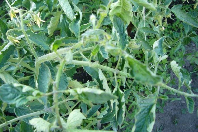 Excès de nutrition - Pourquoi les feuilles de tomate s'enroulent-elles