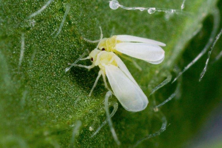 Ravageurs - Pourquoi les feuilles de tomate s'enroulent-elles