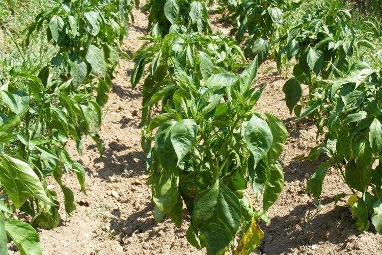 Air sec - Pourquoi les feuilles de poivre s'enroulent-elles