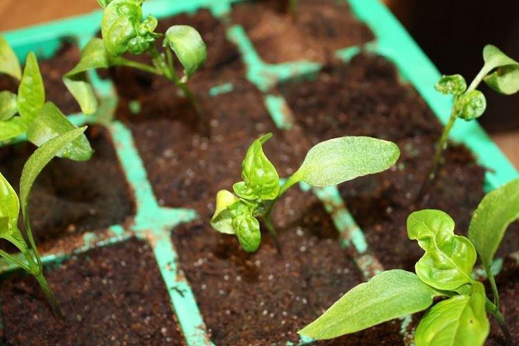 Sol non traité - Pourquoi les feuilles de poivre s'enroulent-elles