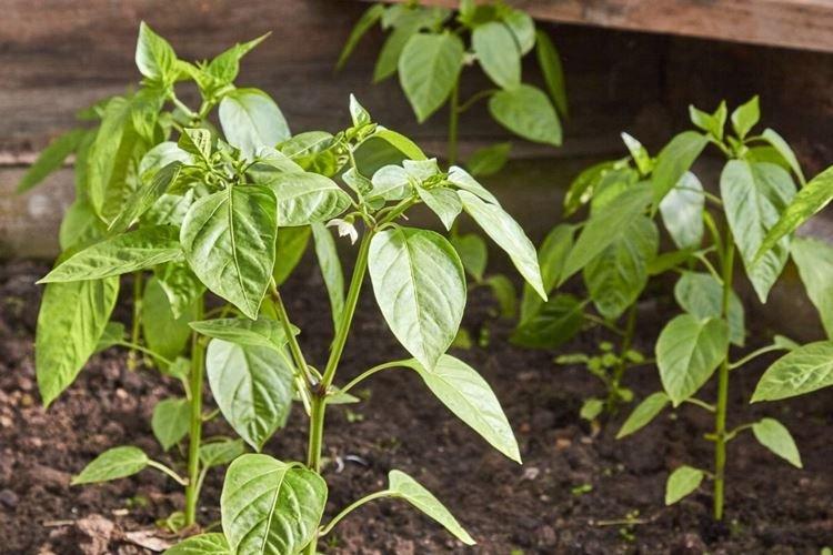 Comment nourrir - Pourquoi les feuilles de poivre se recourbent-elles que faire