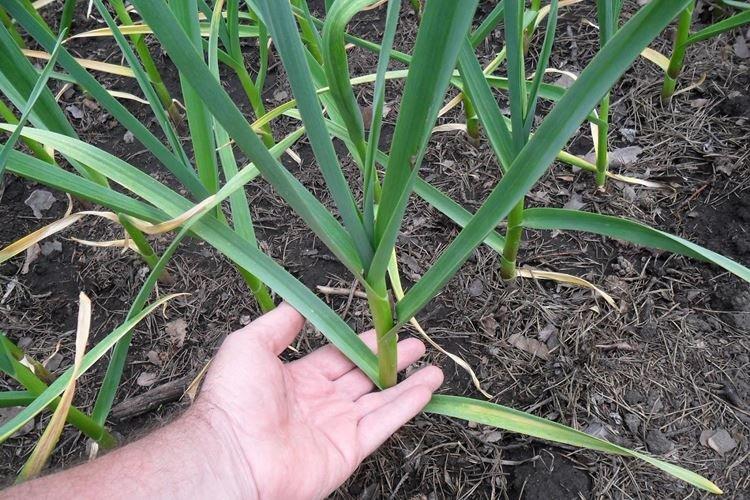 Les principales raisons - Pourquoi l'ail jaunit au printemps