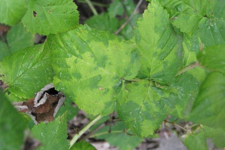 Pourquoi les feuilles de framboisier jaunissent-elles avec des taches et sèchent-elles