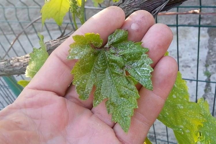 Les feuilles de framboisier jaunissent et sèchent à cause des parasites