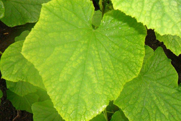 Les bords des feuilles jaunissent - Pourquoi les feuilles de concombre jaunissent et sèchent