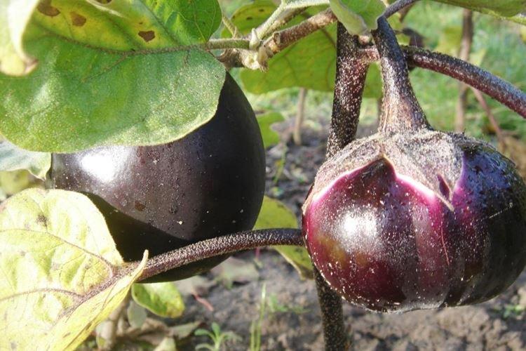 Les principales raisons - Pourquoi les feuilles d'aubergine jaunissent et sèchent
