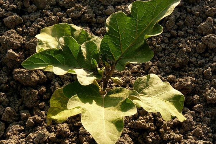 Les feuilles inférieures des aubergines jaunissent