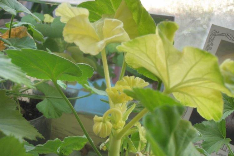 Arrosage - Pourquoi les feuilles de géranium jaunissent-elles que faire