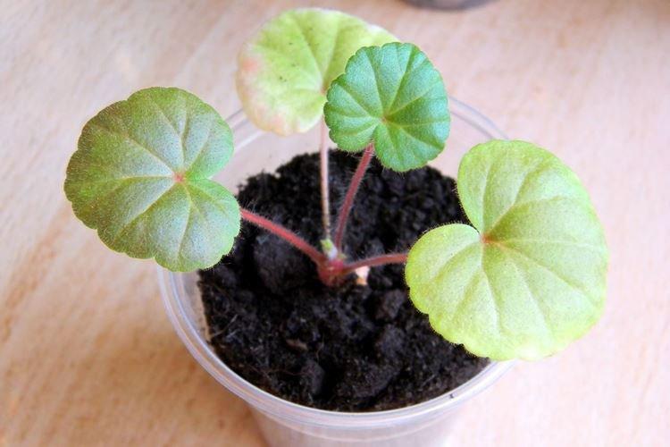 Excès d'azote - Pourquoi les feuilles de géranium jaunissent-elles que faire