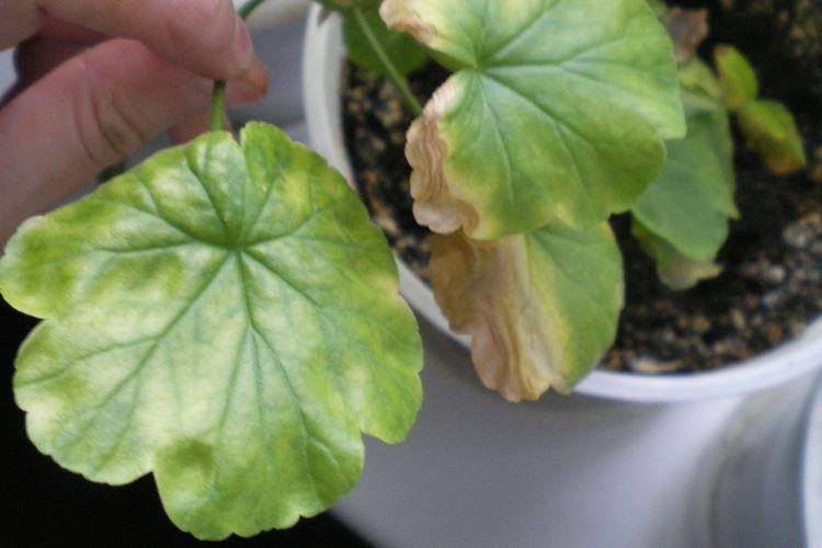 Que faire pour empêcher les feuilles de géranium de jaunir