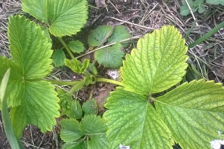 Les feuilles de fraisier jaunissent uniformément