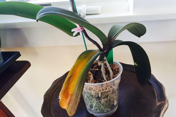 Excès d'humidité - Pourquoi les feuilles d'orchidées jaunissent-elles que faire