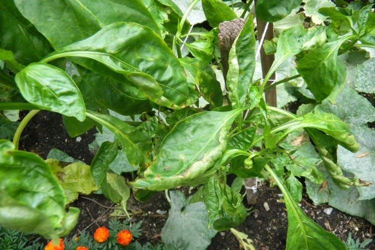 Les feuilles de poivron jaunissent et se déforment