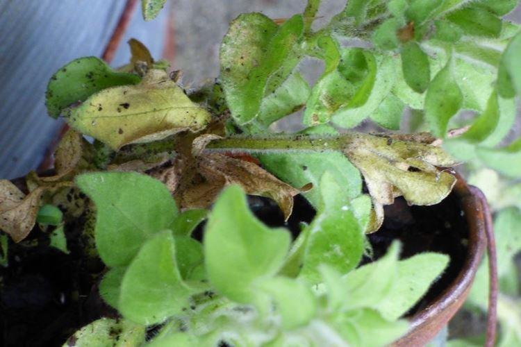 Les feuilles inférieures du pétunia jaunissent