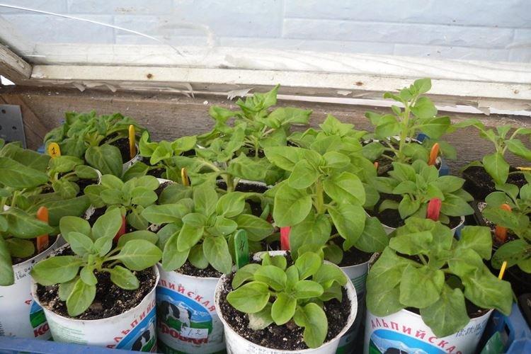 Les feuilles de pétunia sèchent ou se fanent