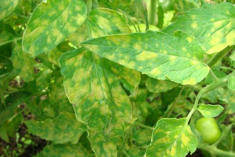 Les principales raisons - Pourquoi les feuilles jaunissent-elles chez les tomates