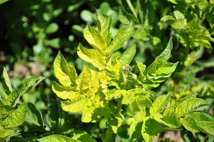 Pourquoi les feuilles supérieures des tomates jaunissent-elles