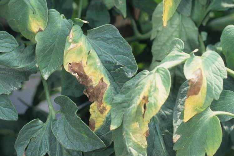Pourquoi les feuilles de tomate jaunissent et se fanent