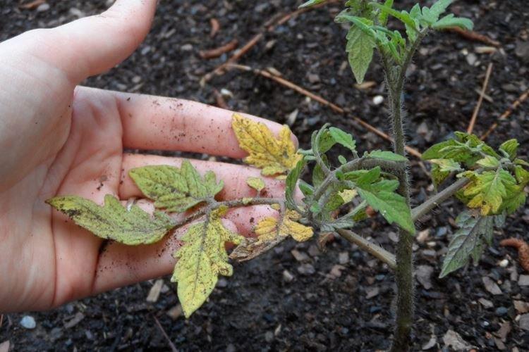 Pourquoi les feuilles des tomates jaunissent-elles après la plantation