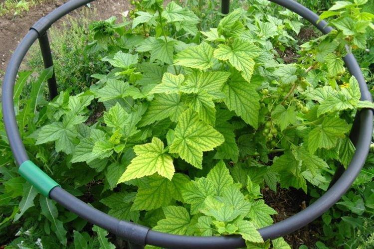 Les feuilles de cassis jaunissent uniformément