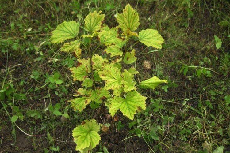 Pourquoi les feuilles des plants de cassis jaunissent-elles