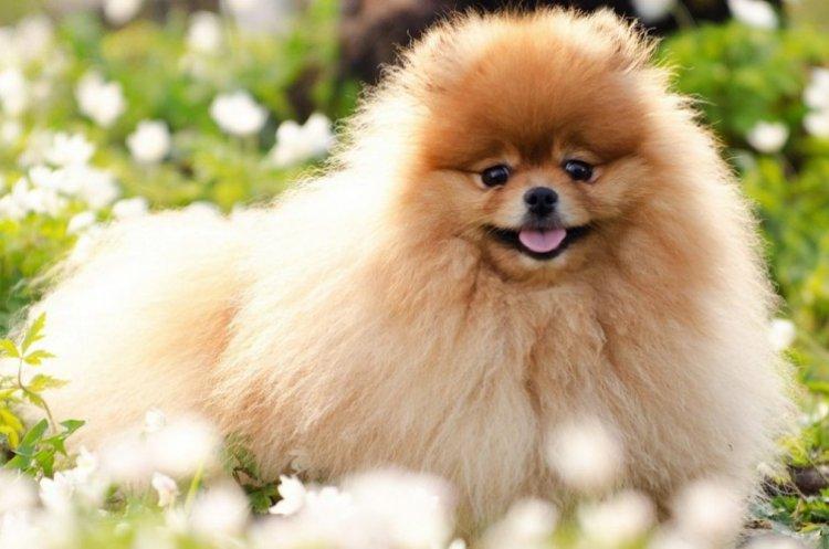 Caractéristiques et tempérament - La nature de la Poméranie