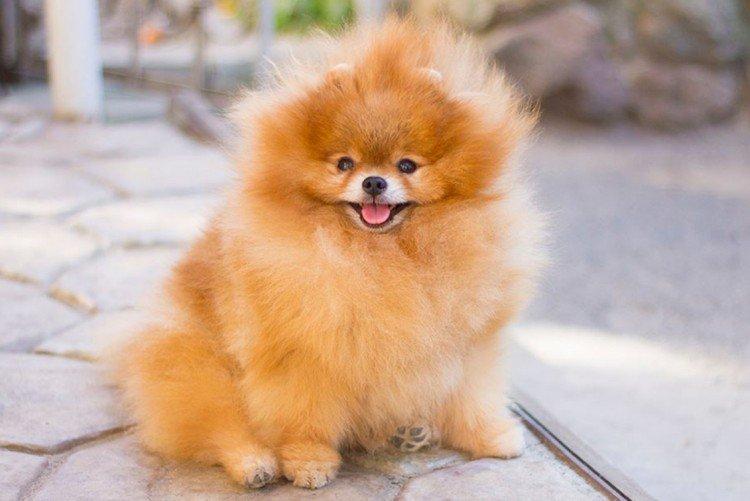 Conditions de détention - Care of the Pomeranian