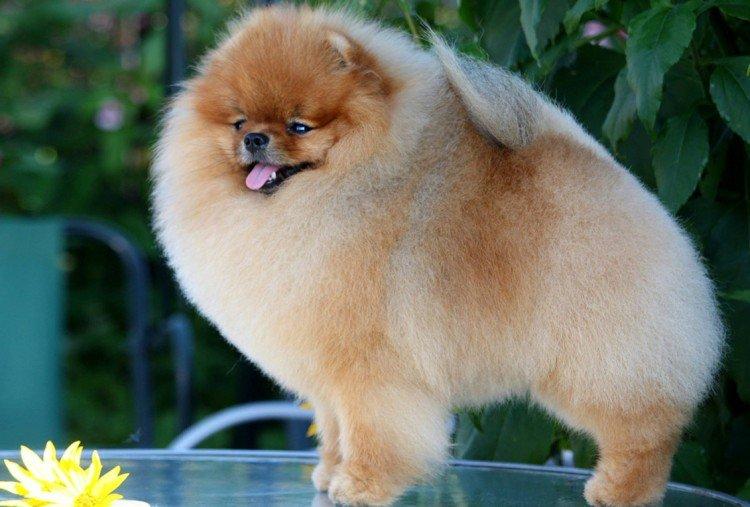 Hygiène - Soins de la Poméranie