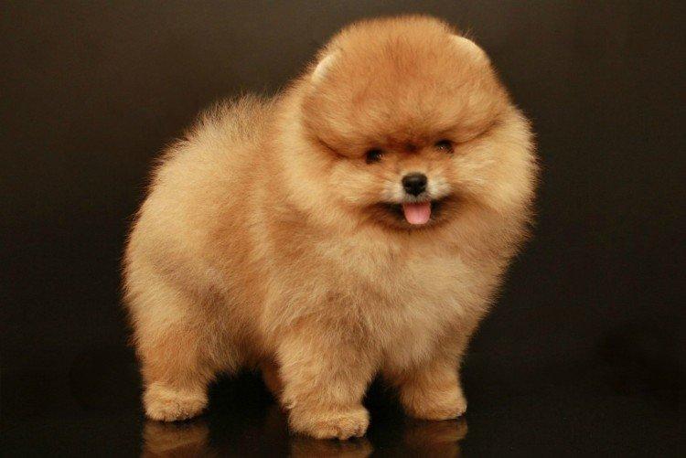 Photo de spitz de Poméranie