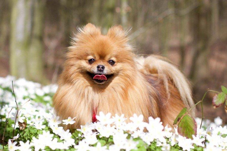 Photo de spitz de Poméranie