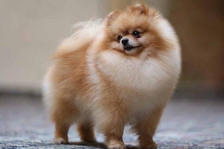 Photo de spitz de Poméranie